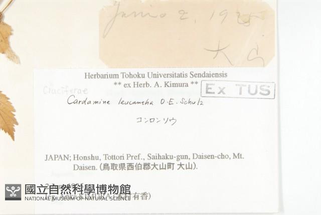 白花碎米薺藏品圖，第2張