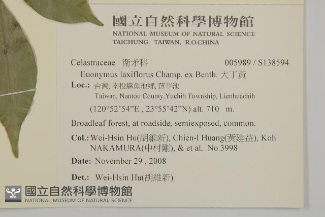 大丁黃藏品圖，第2張