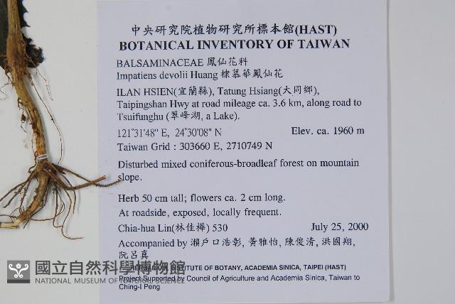 棣慕華鳳仙花藏品圖，第2張