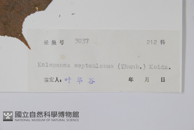 刺楸，蓖麻葉五加藏品圖，第2張