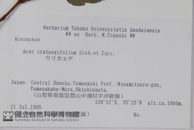 山楂葉槭藏品圖，第2張