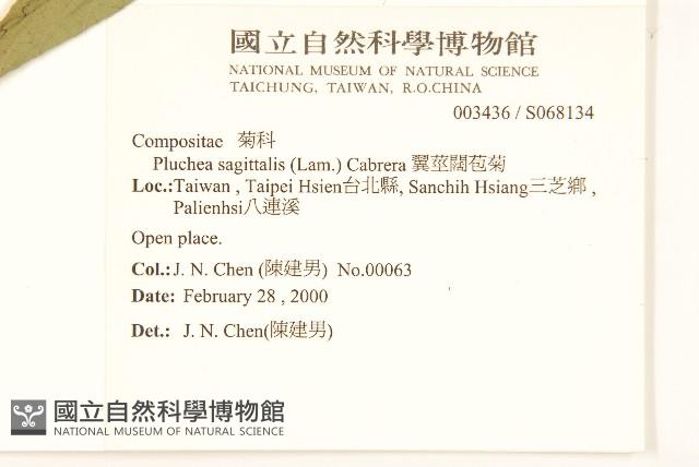 翼莖闊苞菊藏品圖，第2張