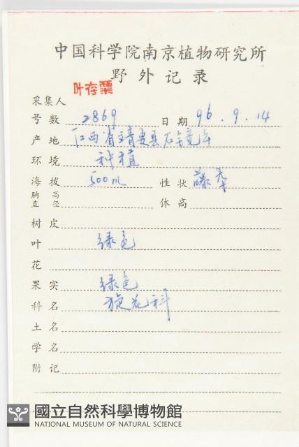 圓葉牽牛藏品圖，第2張