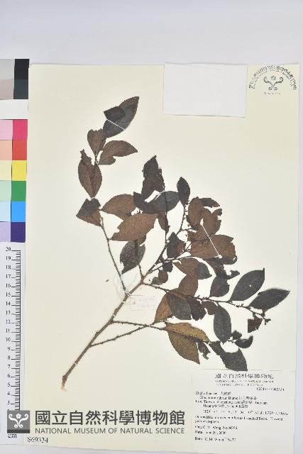 細葉饅頭果藏品圖，第1張