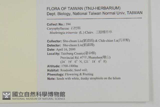 三脈種阜草藏品圖，第2張