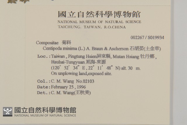 石胡荽、吐金草藏品圖，第2張