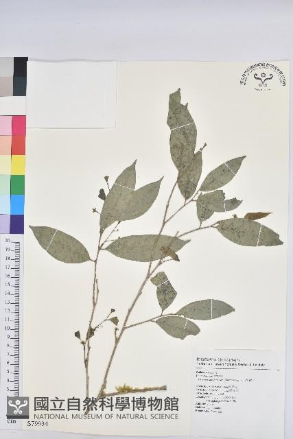 交力坪鐵色藏品圖，第1張