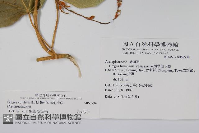 華他卡藤藏品圖，第2張