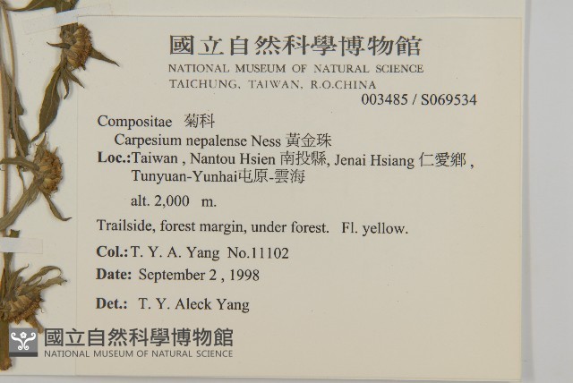 黃金珠藏品圖，第2張