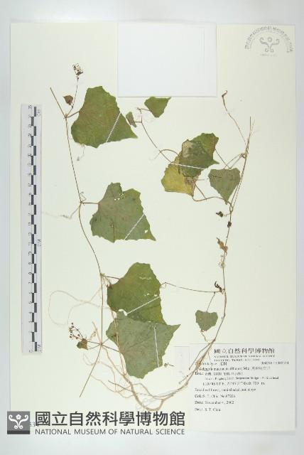 黑果馬交兒藏品圖，第1張