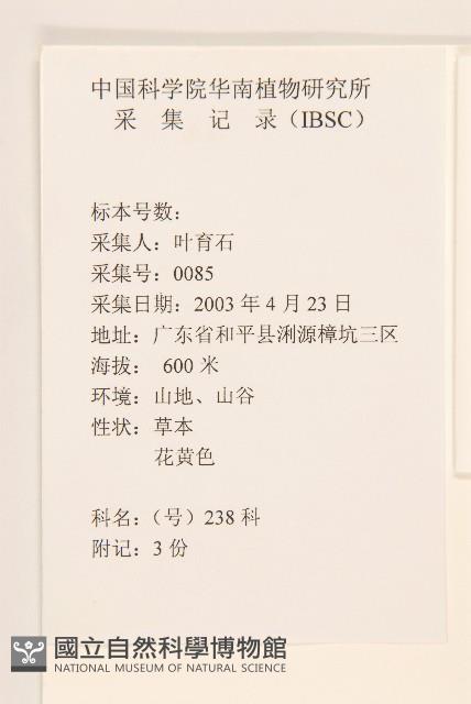 秋鼠麴草藏品圖，第2張