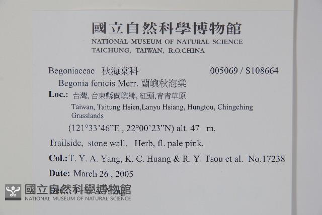 蘭嶼秋海棠藏品圖，第2張