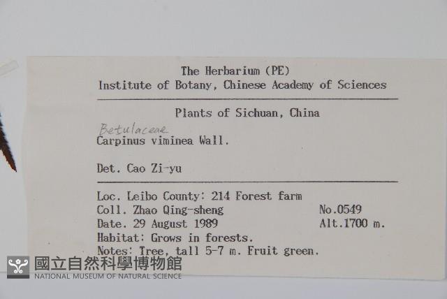 雷公鵝耳櫪藏品圖，第2張