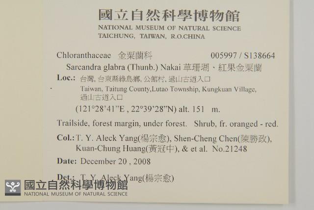 草珊瑚、紅果金粟蘭藏品圖，第2張