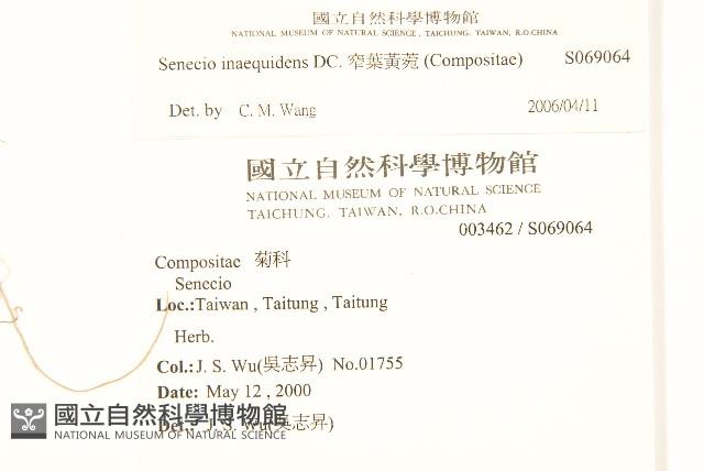 窄葉黃菀藏品圖，第2張