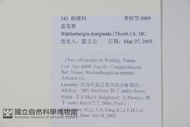 細葉蘭花參藏品圖，第2張