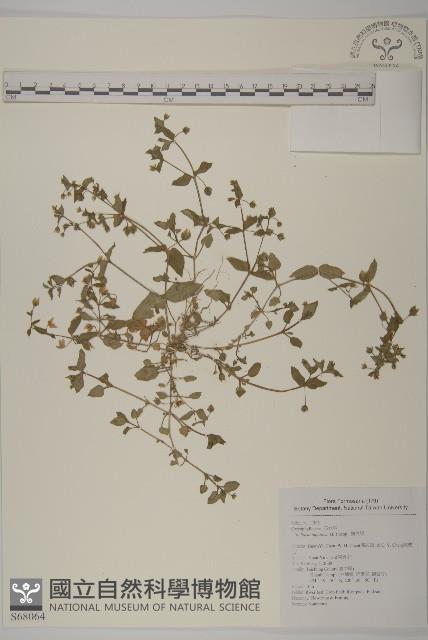 鵝兒腸藏品圖，第1張