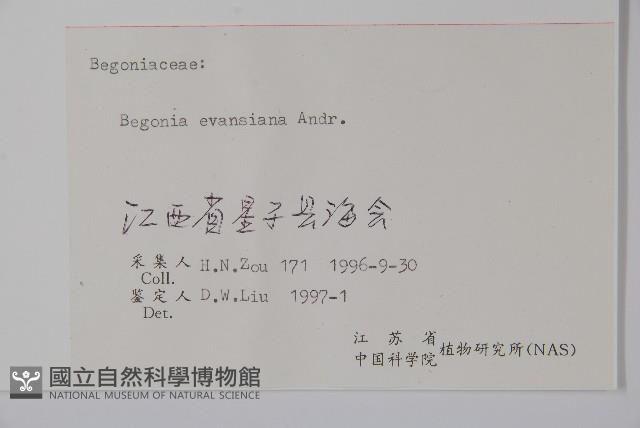 秋海棠藏品圖，第2張