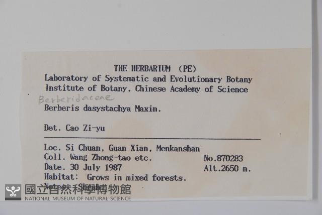 直穗小蘗藏品圖，第2張