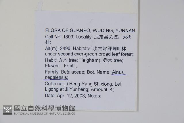 尼泊爾赤楊藏品圖，第2張