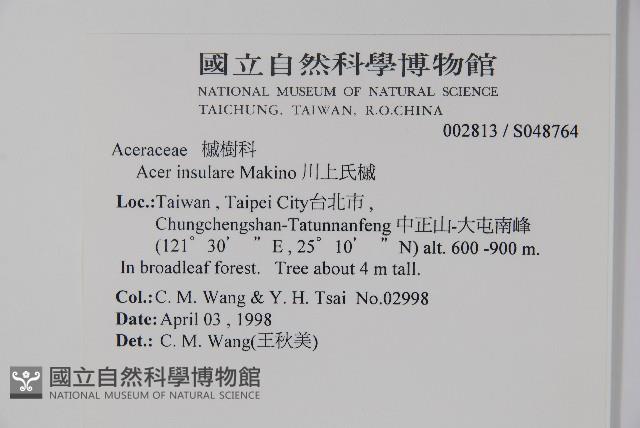 大屯尖葉槭, 川上氏槭藏品圖，第2張