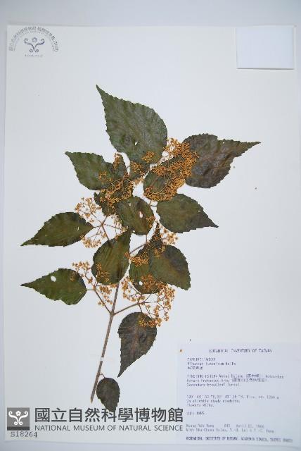 呂宋莢迷藏品圖，第1張