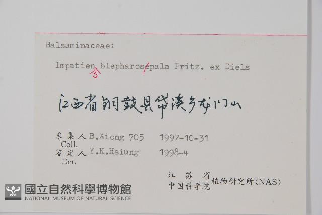 睫毛萼鳳仙花藏品圖，第2張