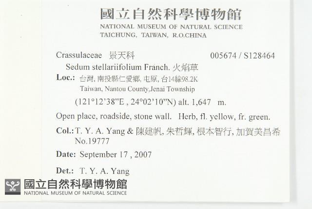 火焰草藏品圖，第2張