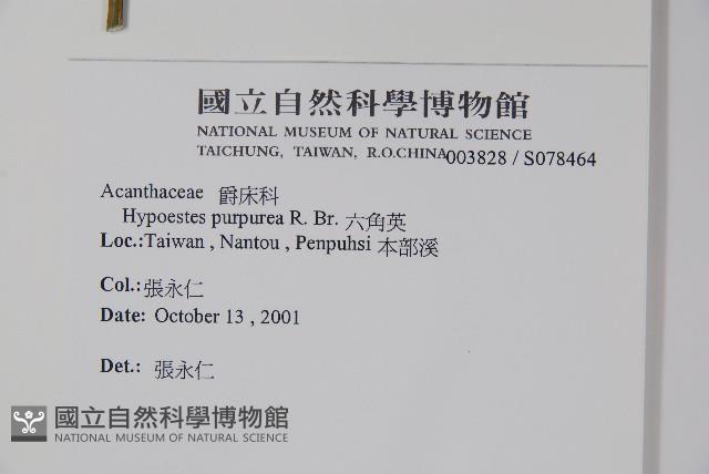 六角英, 槍刀菜藏品圖，第2張