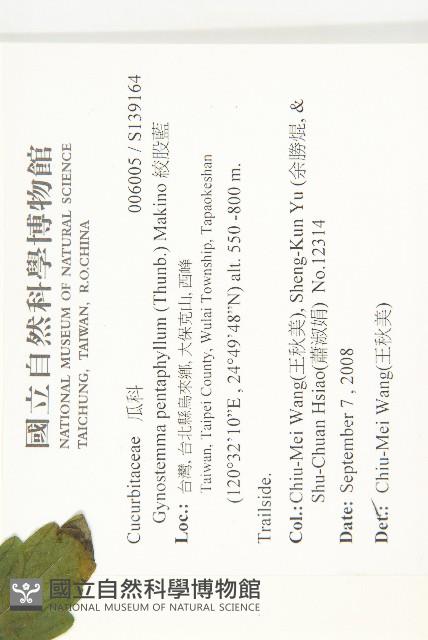 絞股藍藏品圖，第2張