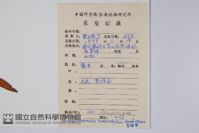 短柱絡石藏品圖，第2張