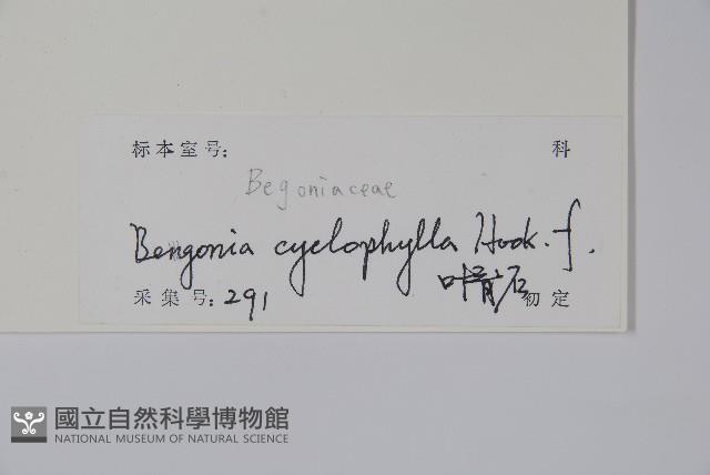 圓葉秋海棠藏品圖，第2張