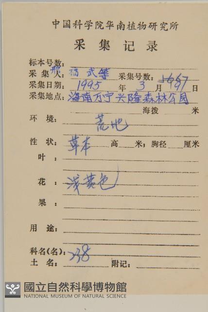 石胡荽、吐金草藏品圖，第2張