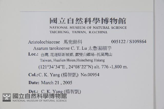 太魯閣細辛藏品圖，第2張