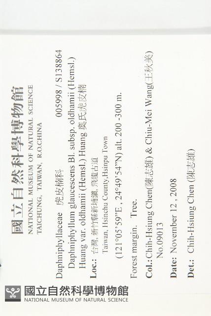 奧氏虎皮楠藏品圖，第2張