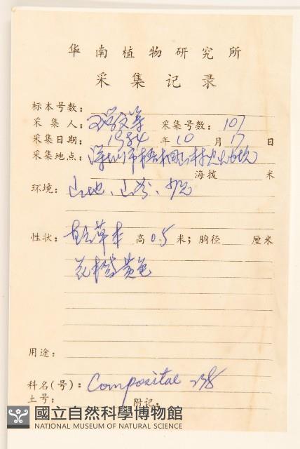 白仔菜藏品圖，第2張