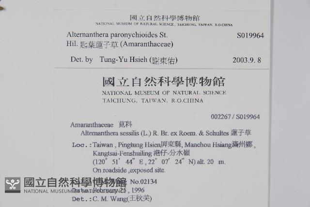 匙葉蓮子草藏品圖，第2張