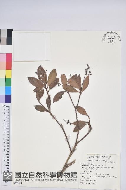 臺灣馬醉木藏品圖，第1張