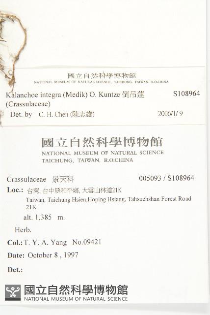 倒吊蓮藏品圖，第2張