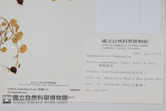 普刺特草藏品圖，第2張