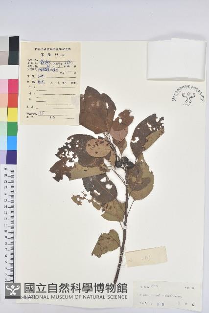 白臼藏品圖，第1張