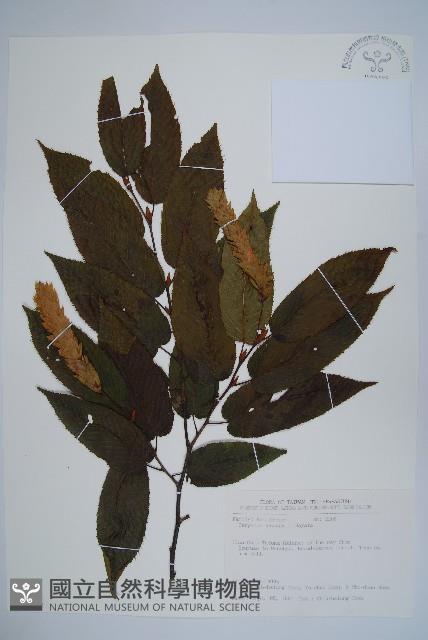 阿里山千金榆藏品圖，第1張