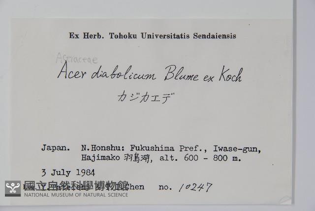 鬼槭藏品圖，第2張