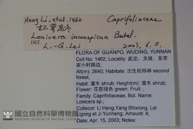 杯萼忍冬藏品圖，第2張