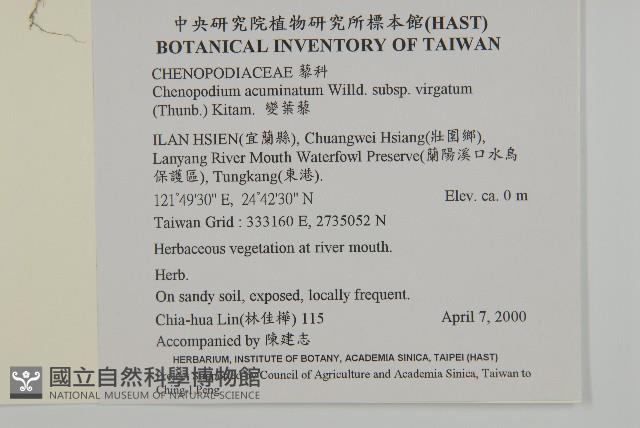 變葉藜藏品圖，第2張