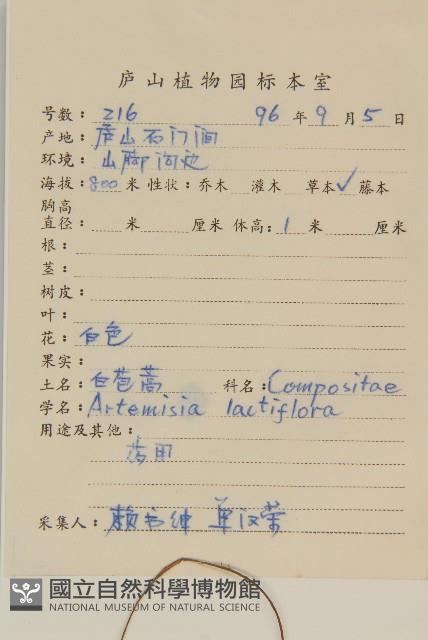 角菜、珍珠菜藏品圖，第2張