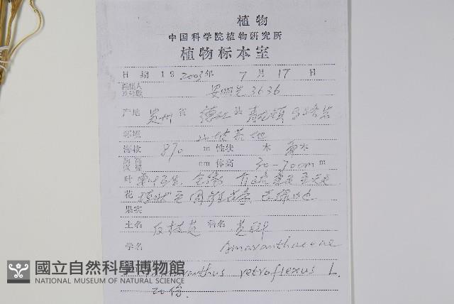反枝莧藏品圖，第2張