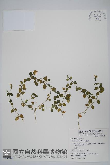 爵床藏品圖，第1張