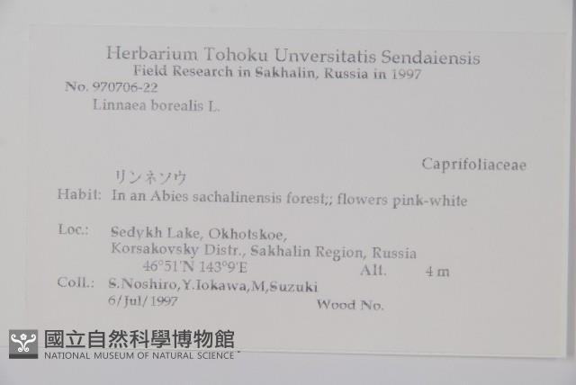 北極花藏品圖，第2張