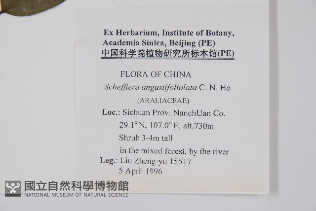 狹葉鵝掌柴藏品圖，第2張